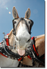 Mule Tongue Out Image